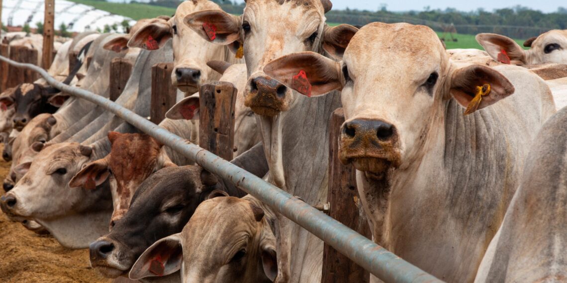 China retoma compra de carne bovina de três frigoríficos brasileiros, após mais de um ano de suspensão