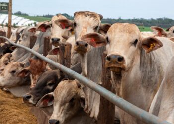 China retoma compra de carne bovina de três frigoríficos brasileiros, após mais de um ano de suspensão