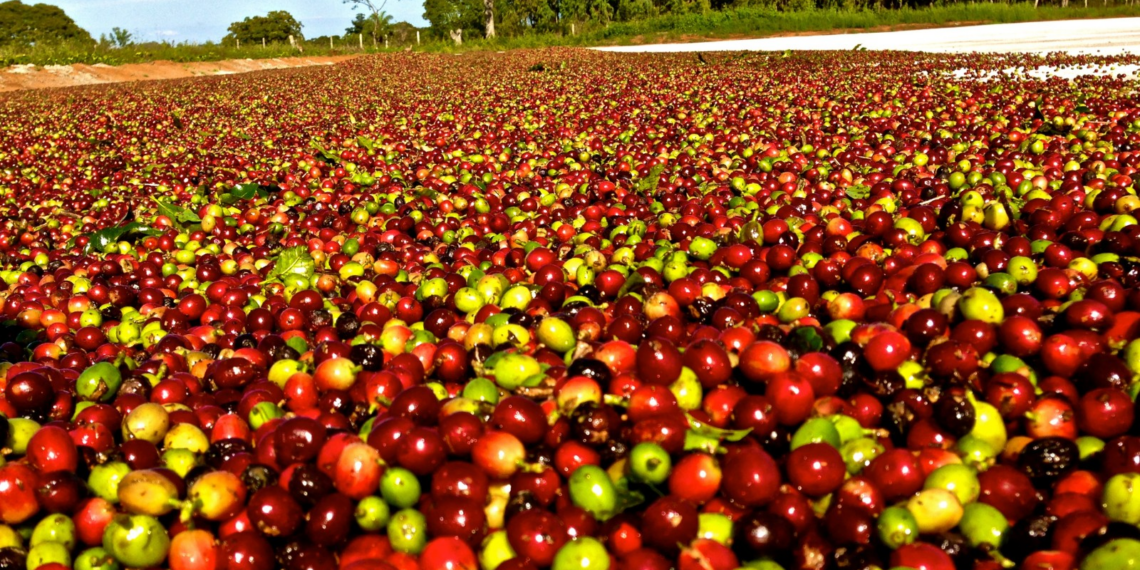 Exportações globais de café crescem, mas embarques do Brasil recuam 16,8%