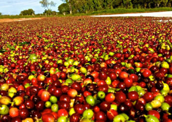 Exportações globais de café crescem, mas embarques do Brasil recuam 16,8%