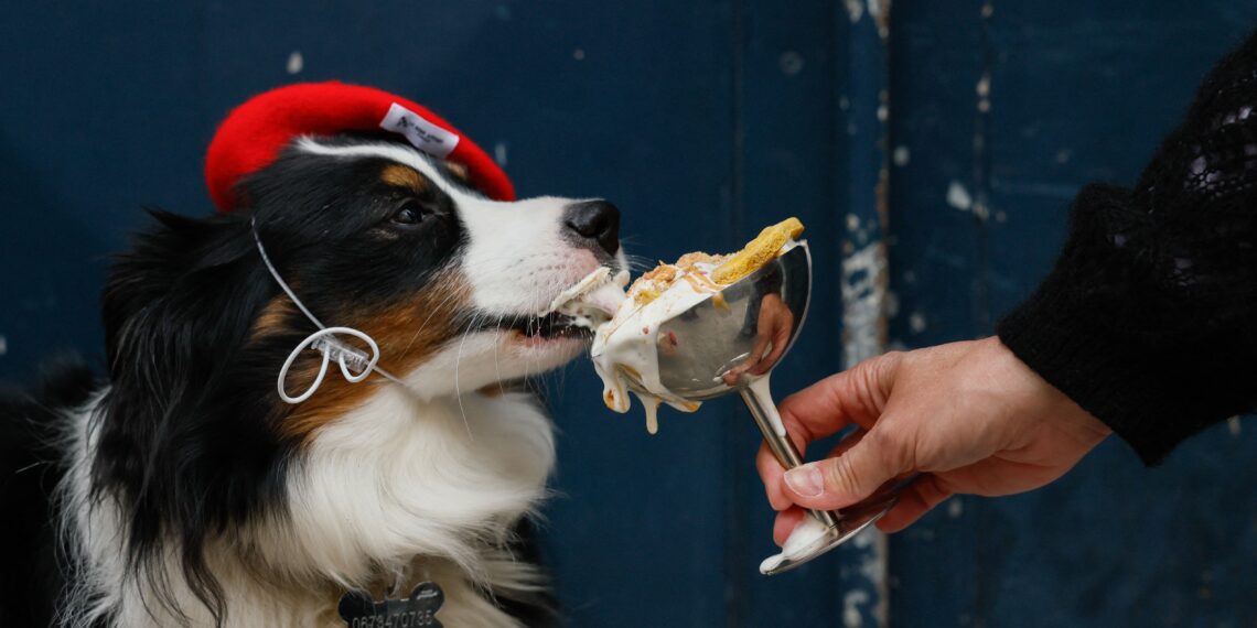 Croissant para cachorro? Mercado pet avança no luxo, com cafés exclusivos e doces gourmet de até R$ 30