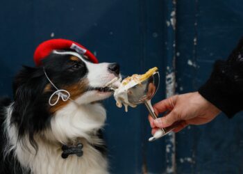 Croissant para cachorro? Mercado pet avança no luxo, com cafés exclusivos e doces gourmet de até R$ 30
