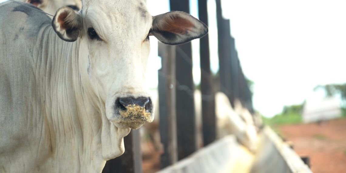 Exportação de carne bovina do Brasil pode cair 10% em 2026 com restrição da China, diz Abiec
