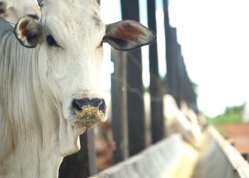 Exportação de carne bovina do Brasil pode cair 10% em 2026 com restrição da China, diz Abiec
