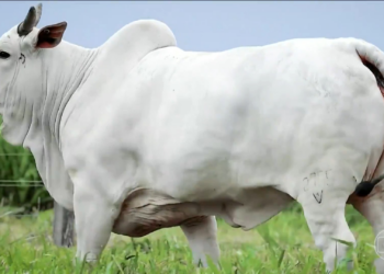 Vaca superfértil no MT produz 12 vezes mais células reprodutivas que uma fêmea comum