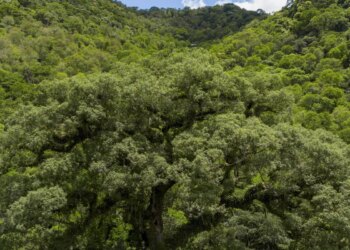 Desmatamento da Mata Atlântica tem queda de 28% em um ano
