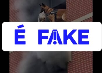 É #FAKE vídeo de cão policial salvando shih tzu de prédio em chamas; cena foi criada com inteligência artificial