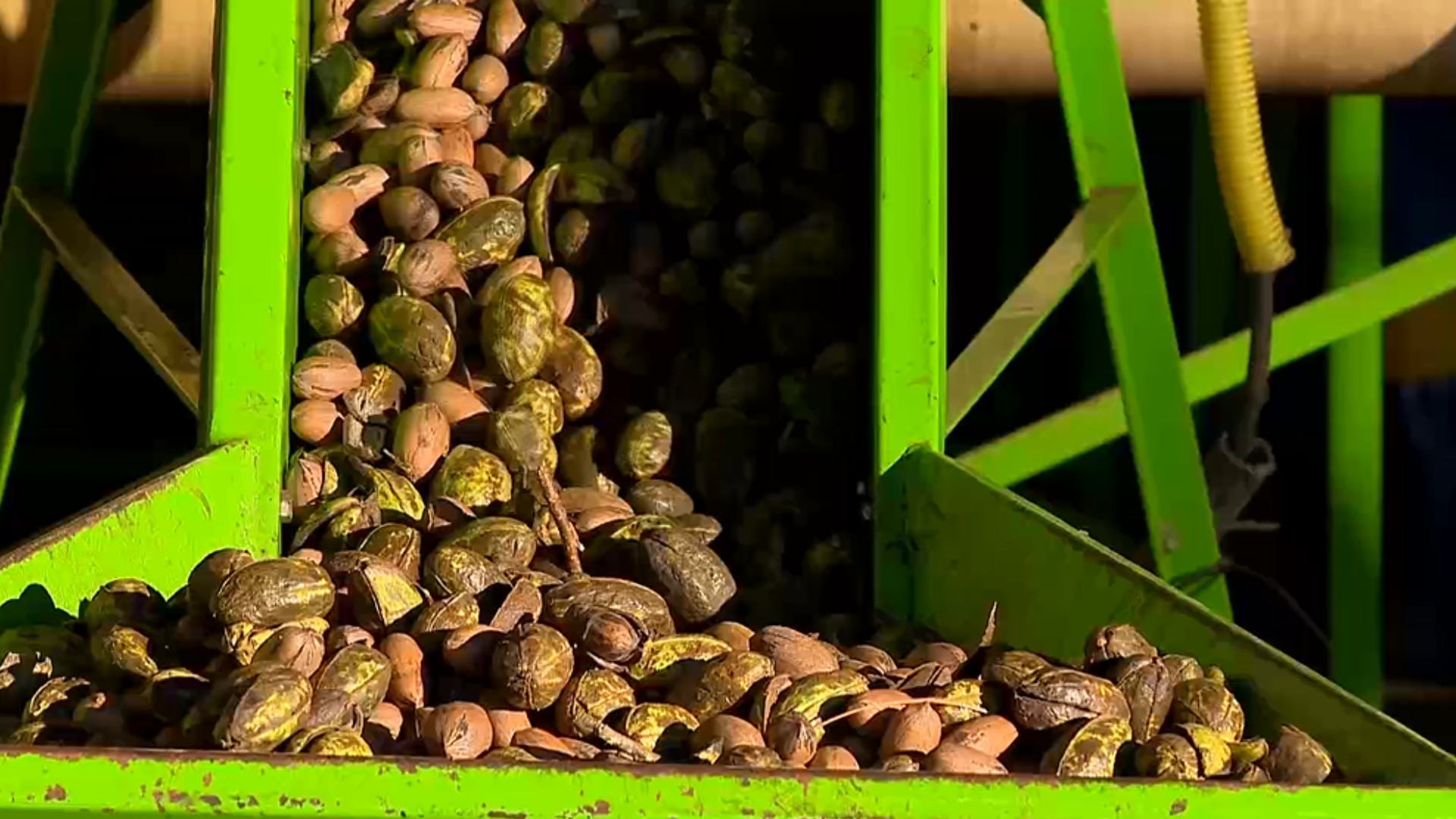 Maior produtor do país, RS se prepara para safra recorde de noz-pecã