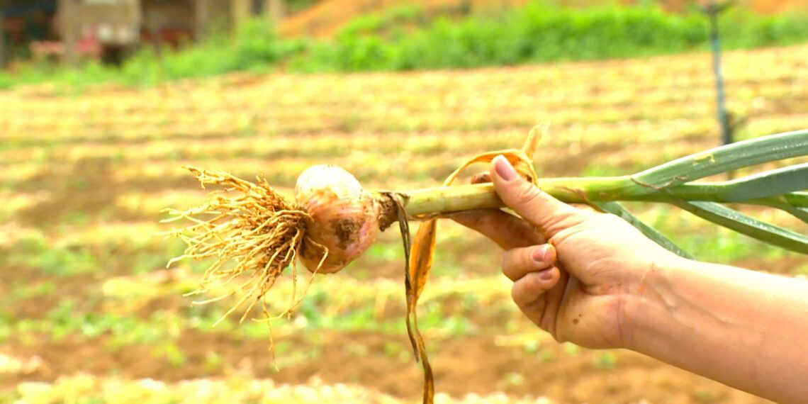 Crise do alho: preço baixo dos importados faz agricultores brasileiros jogarem produção no lixo