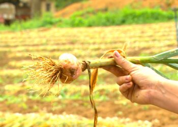 Crise do alho: preço baixo dos importados faz agricultores brasileiros jogarem produção no lixo