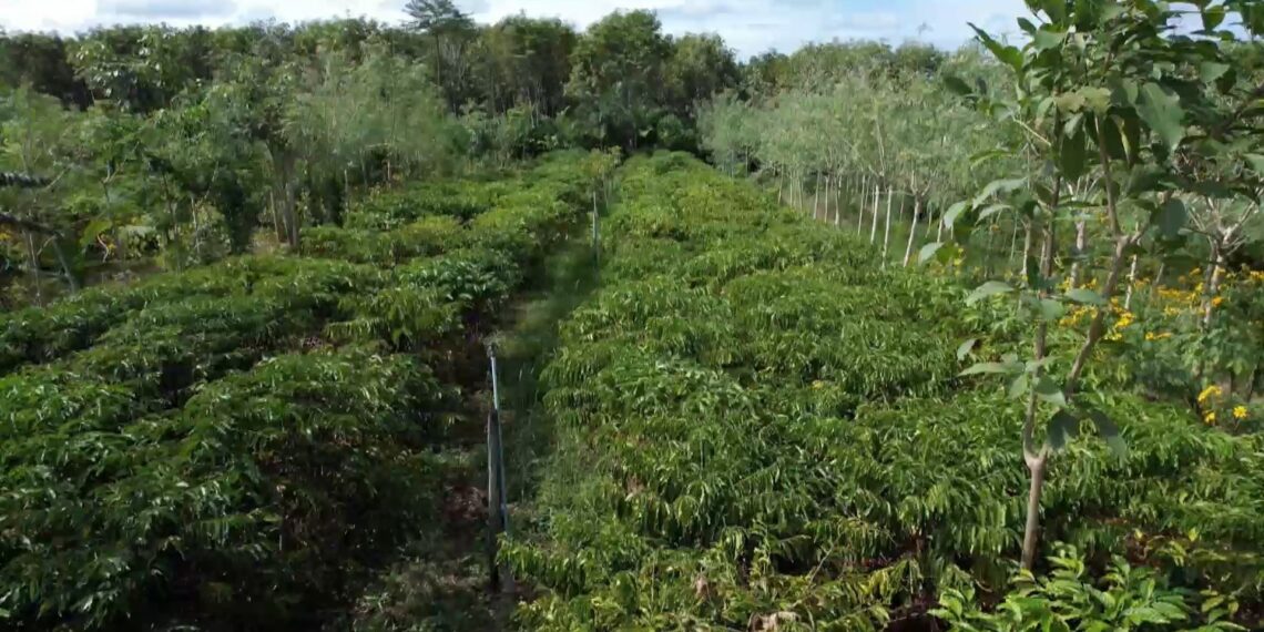 Café agroecológico ganha espaço com produção sustentável e mais sabor