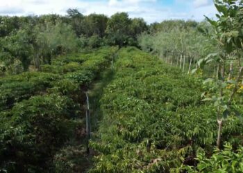 Café agroecológico ganha espaço com produção sustentável e mais sabor