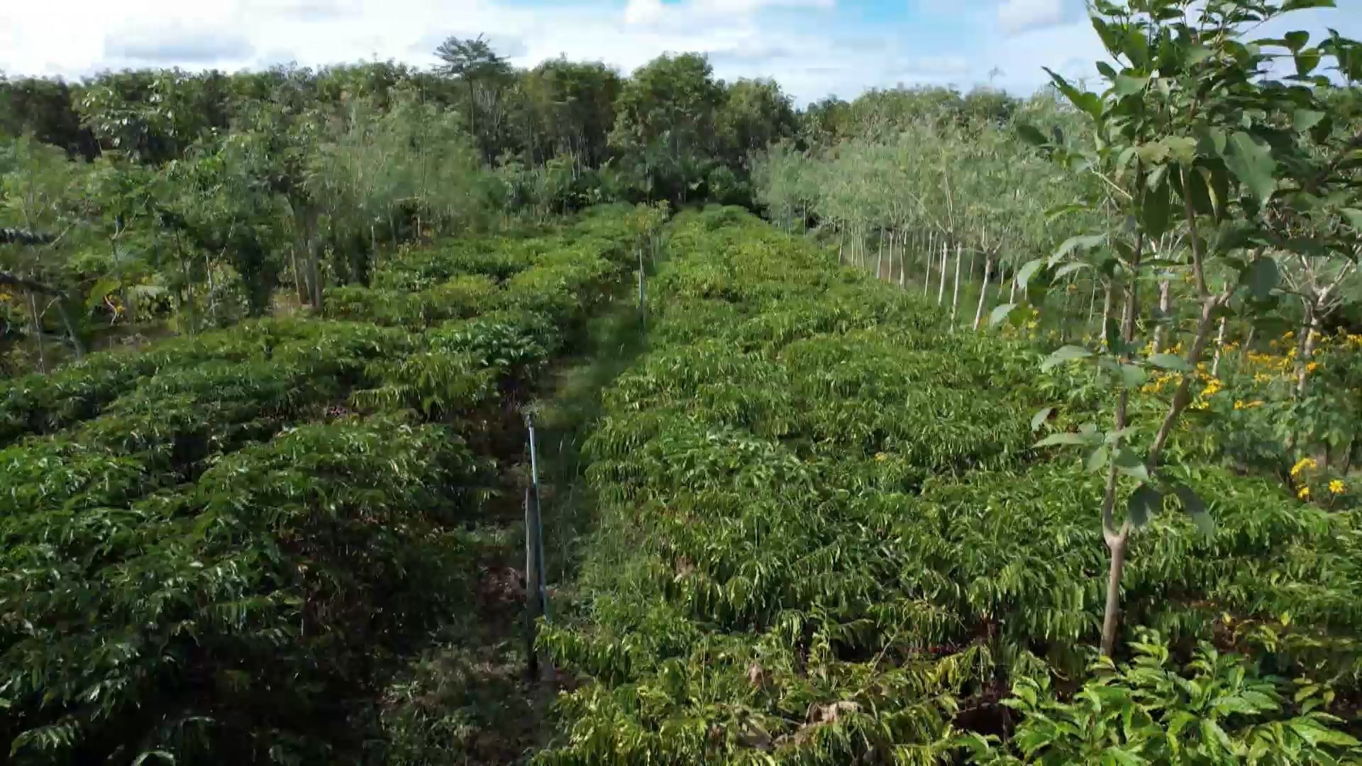 Café agroecológico ganha espaço com produção sustentável e mais sabor