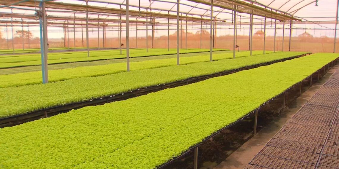 Tecnologia e gestão transformam agro no Noroeste Paulista