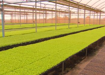 Tecnologia e gestão transformam agro no Noroeste Paulista