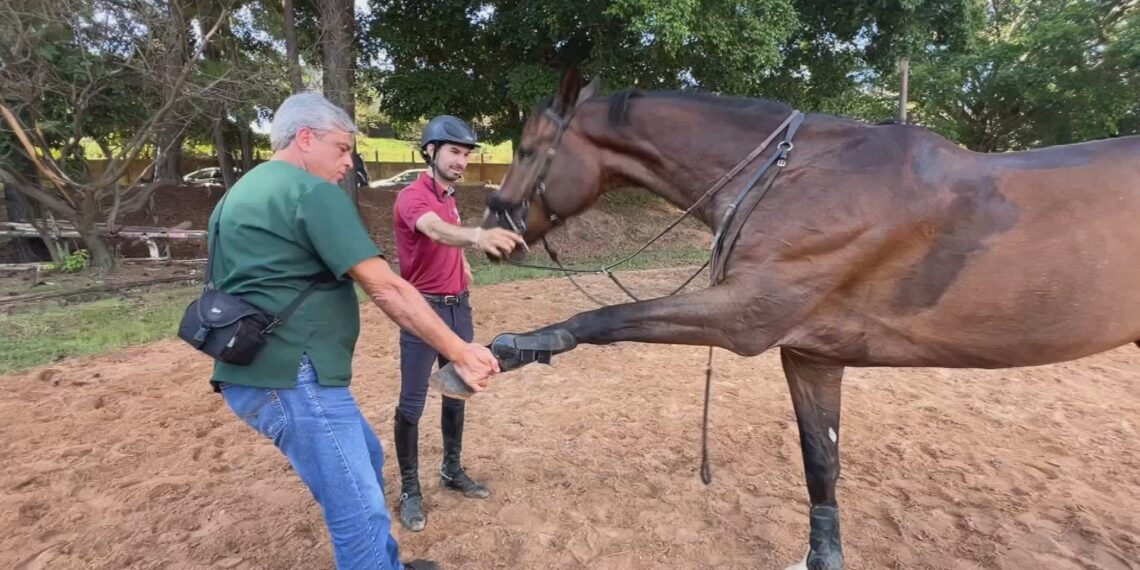 Cavalo atleta volta a treinar após cirurgia inédita na medula no interior de SP