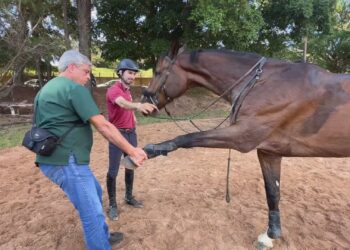 Cavalo atleta volta a treinar após cirurgia inédita na medula no interior de SP