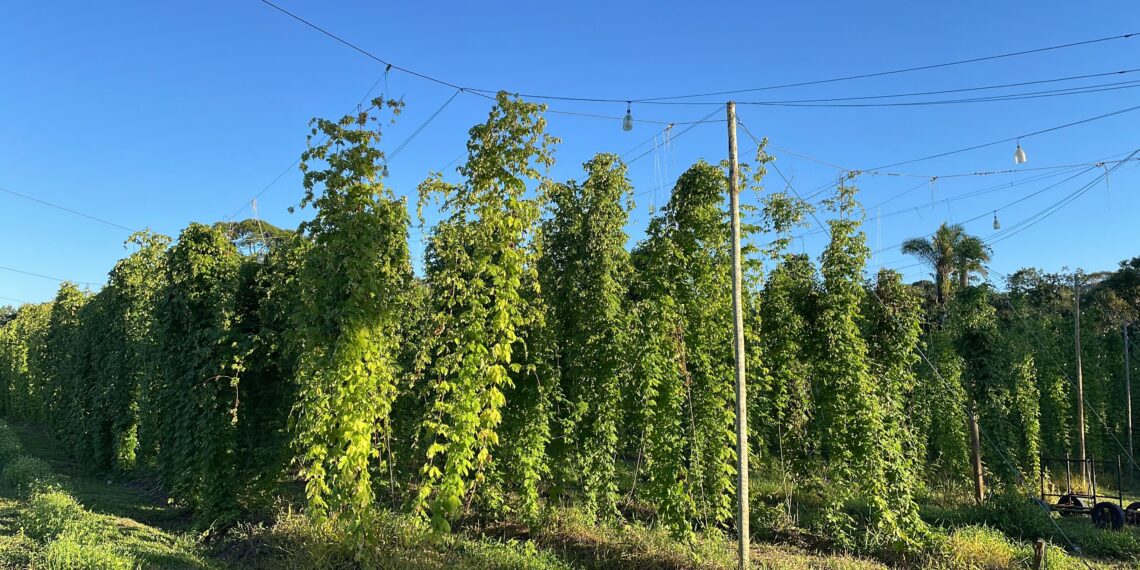 Como cultivar o lúpulo, planta usada na produção de cerveja