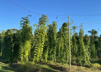 Como cultivar o lúpulo, planta usada na produção de cerveja