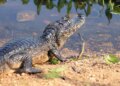 Comissão da AL avança em projetos para proteção do Pantanal, da fauna e dos recursos hídricos