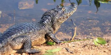 Comissão da AL avança em projetos para proteção do Pantanal, da fauna e dos recursos hídricos