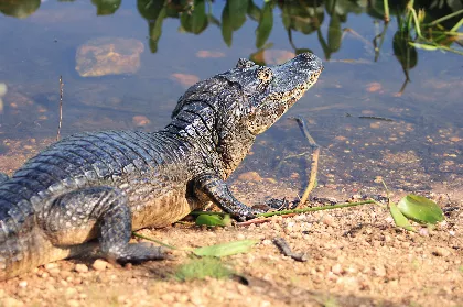 Comissão da AL avança em projetos para proteção do Pantanal, da fauna e dos recursos hídricos