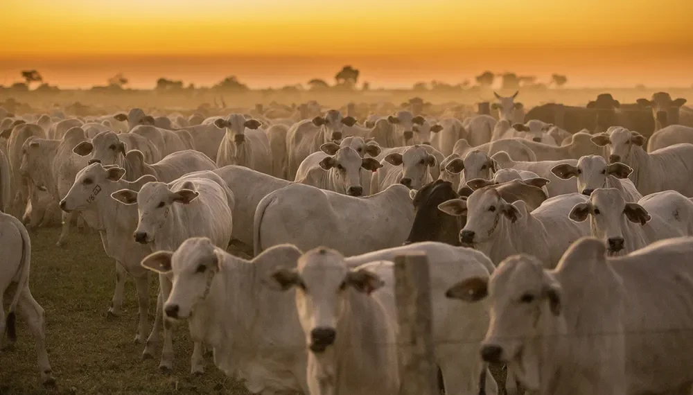 Mato Grosso registra maior crescimento do país no abate de bovinos no 1º trimestre de 2026