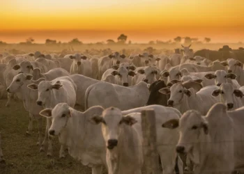 Mato Grosso registra maior crescimento do país no abate de bovinos no 1º trimestre de 2026