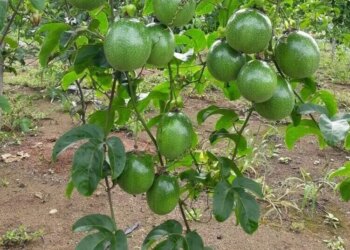 Pesquisa da Unemat em Tangará da Serra desenvolve maracujá adaptado ao clima de Mato Grosso