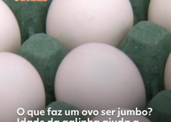Conhece o cará-do-ar? Veja curiosidades e dicas de cultivo