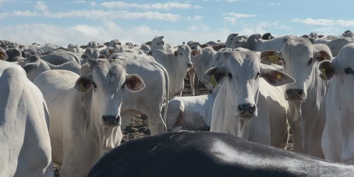 Brasil cria protocolo para voltar a exportar carne bovina à União Europeia; veja como vai funcionar