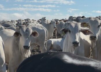 Brasil cria protocolo para voltar a exportar carne bovina à União Europeia; veja como vai funcionar