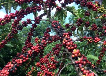 Exigências regulatórias da UE podem embarreirar pequenos cafeicultores