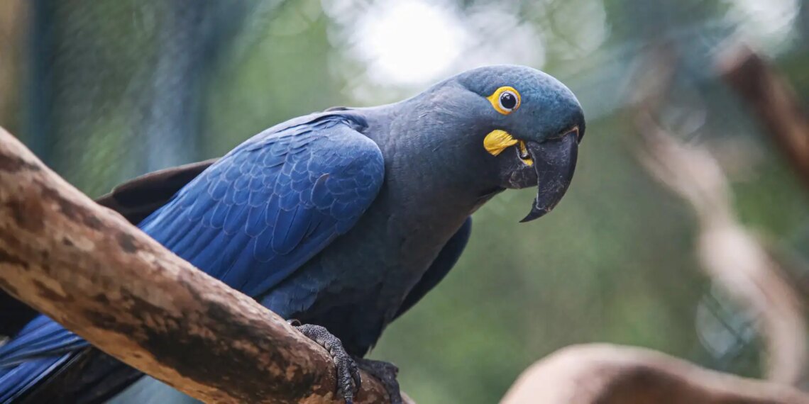 Lista de fauna ameaçada tem 180 animais incluídos e 150 retirados