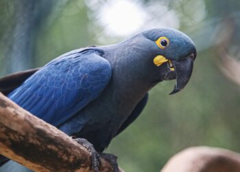 Lista de fauna ameaçada tem 180 animais incluídos e 150 retirados