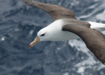 Reduzir morte de albatrozes implica mudanças na pesca em alto-mar