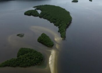 Carbono azul ganha espaço na agenda climática dos oceanos