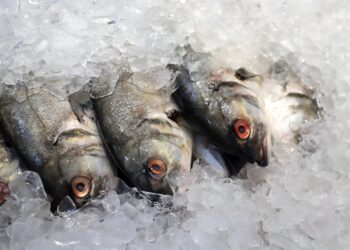 UE avalia reabrir seu mercado para pescados brasileiros