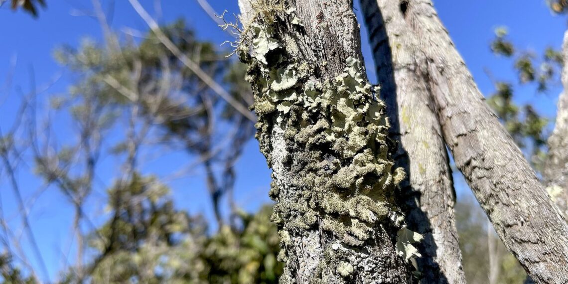 Reserva Ecológica do IBGE no DF passa a ter gestão apoiada pelo ICMBio