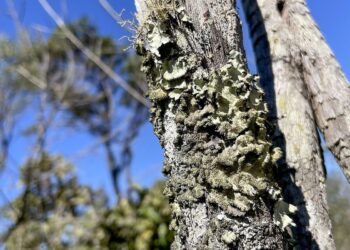 Reserva Ecológica do IBGE no DF passa a ter gestão apoiada pelo ICMBio