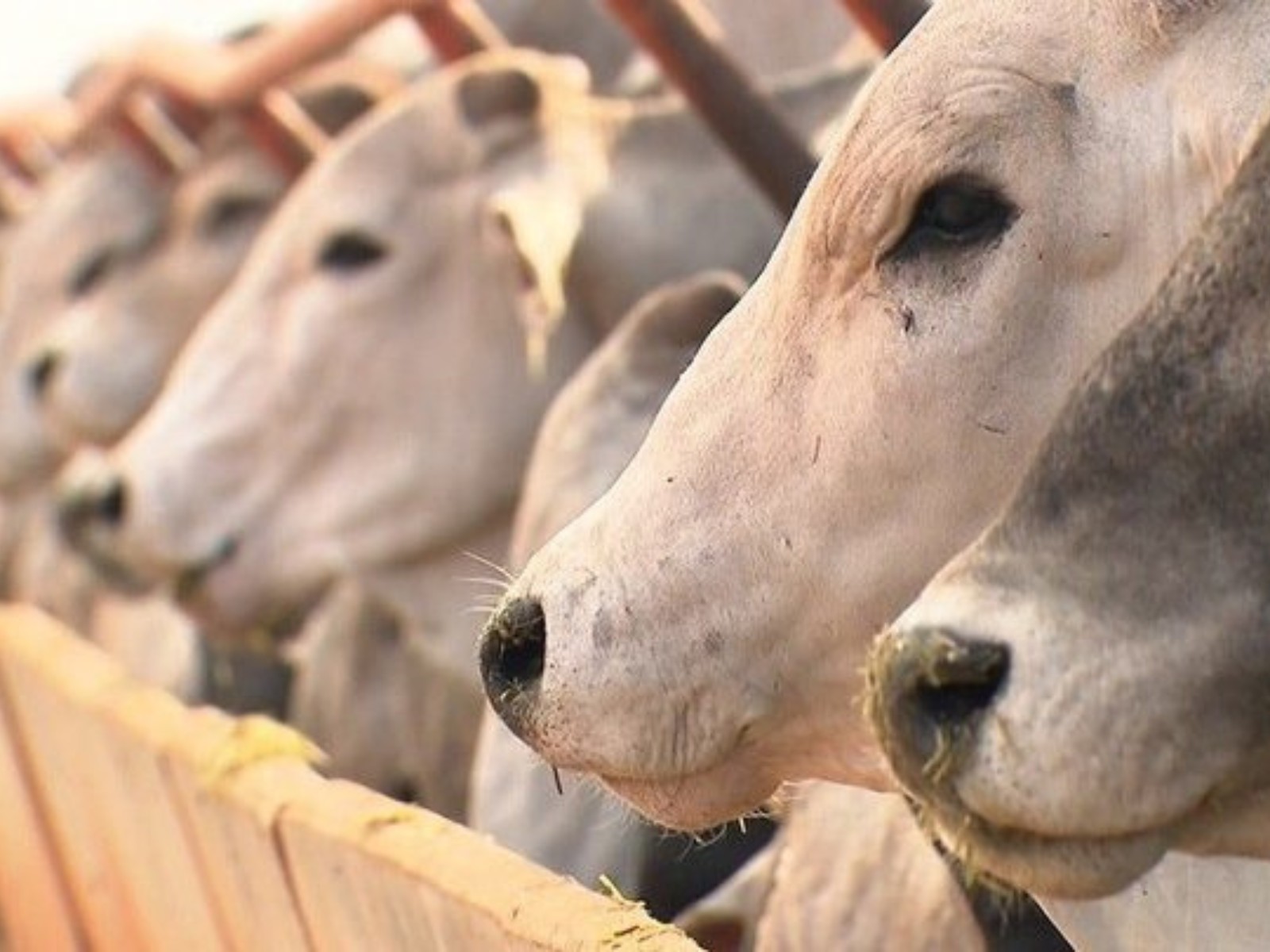 Entenda a polêmica sobre o uso de antibióticos na produção de carnes