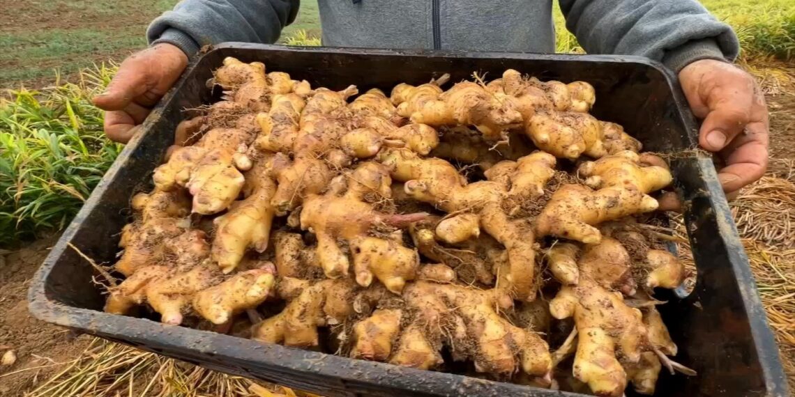 Como cultivar gengibre