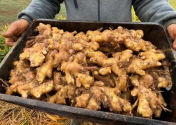 Como cultivar gengibre