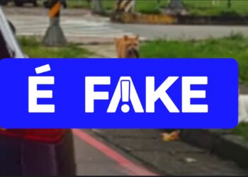 É #FAKE vídeo de gatinho flagrando 'traição'; cena foi gerada com inteligência artificial