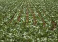 Entenda impasse entre bancada do agro e governo sobre dívidas rurais