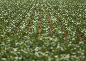 Entenda impasse entre bancada do agro e governo sobre dívidas rurais