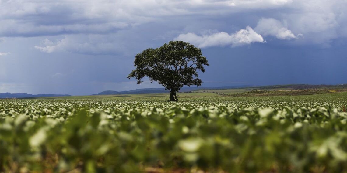 Crédito rural financiou R$ 92,4 bi em áreas com alertas ambientais