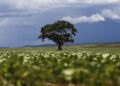 Crédito rural financiou R$ 92,4 bi em áreas com alertas ambientais