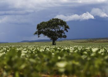 Crédito rural financiou R$ 92,4 bi em áreas com alertas ambientais