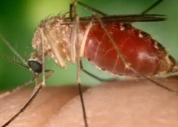 Cientistas da Fiocruz podem produzir vacina completa contra a malária